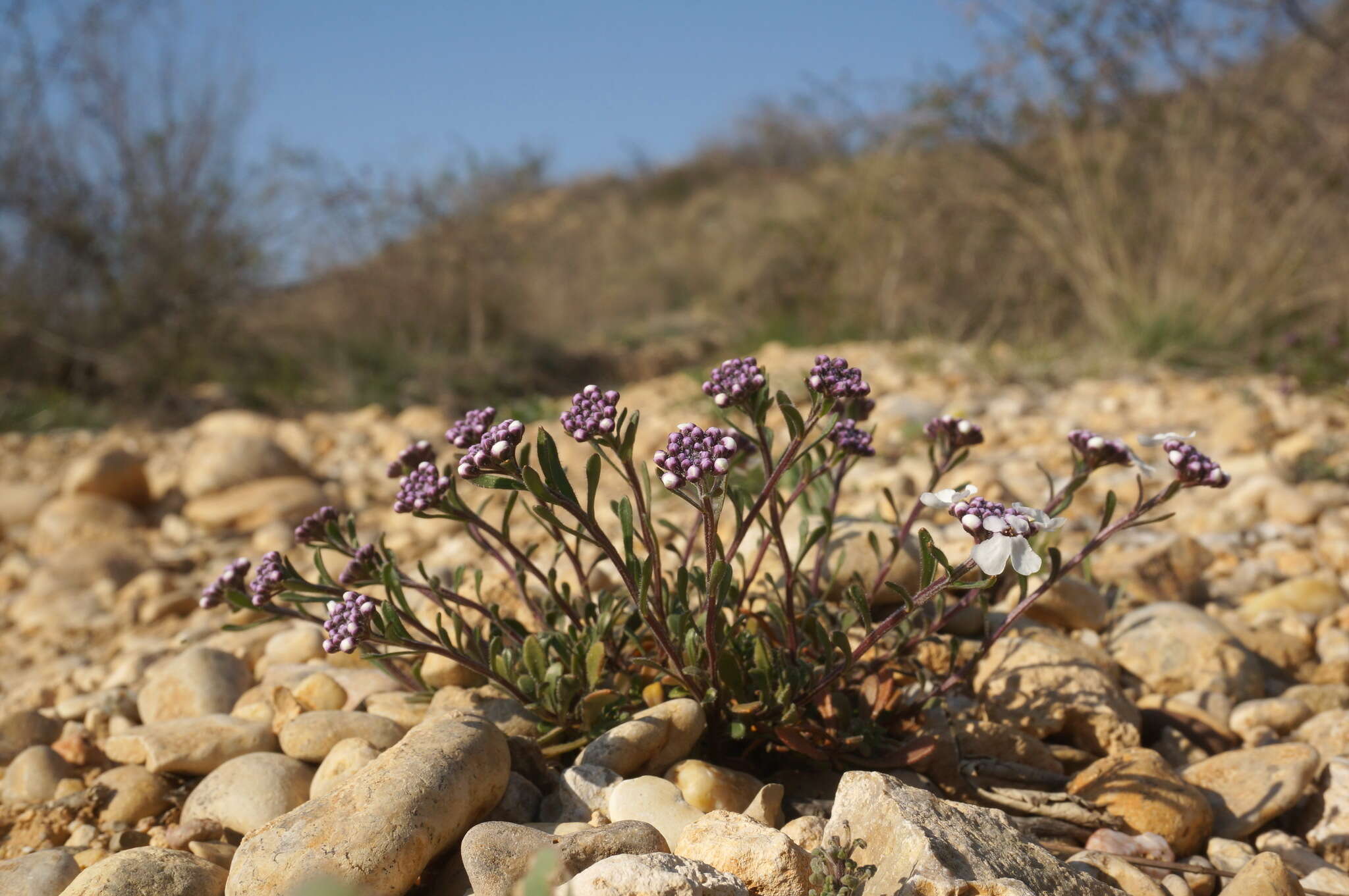 Plancia ëd Iberis simplex DC.