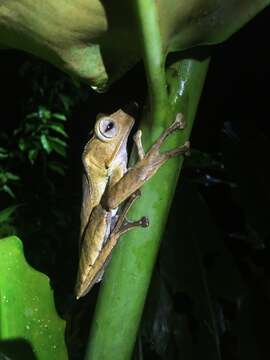 Image of File-Eared Tree Frog