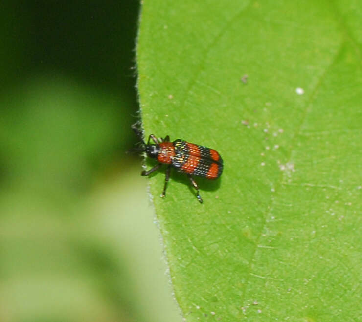 Image of Microrhopala pulchella Baly 1864