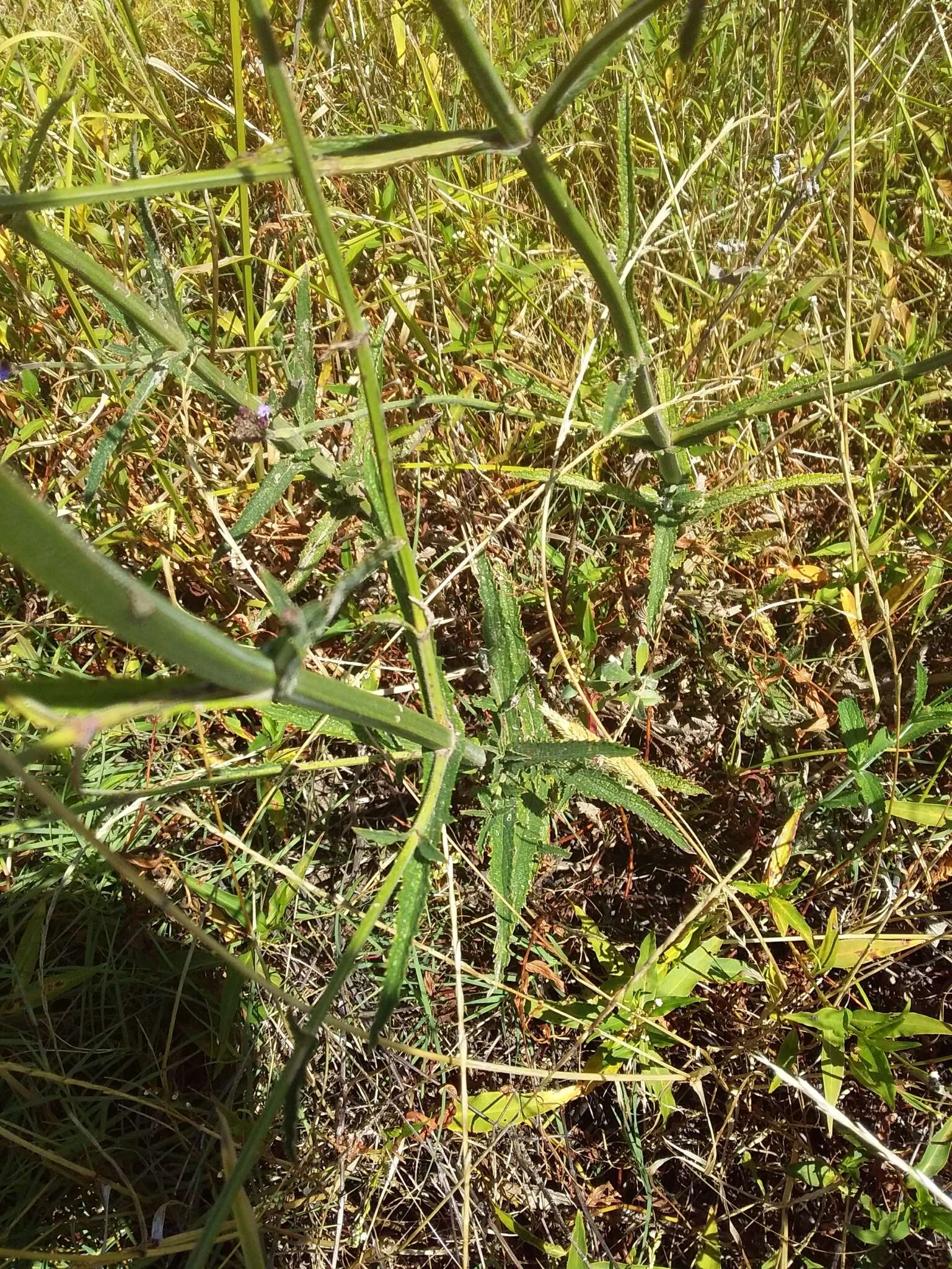 Image of Verbena intermedia Gillies & Hook.