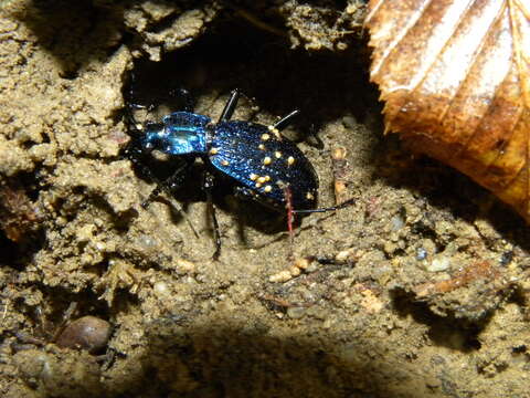 Image of Blue Ground Beetle