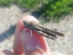 Epacromius pulverulentus (Fischer von Waldheim 1846) resmi