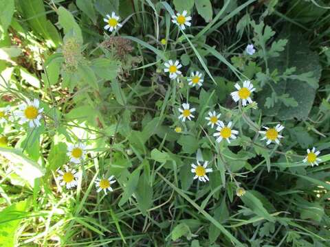 Image of Sabazia humilis Cass.