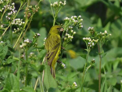 Image of Papyrus Canary