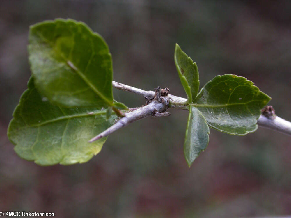 Plancia ëd Commiphora simplicifolia H. Perrier