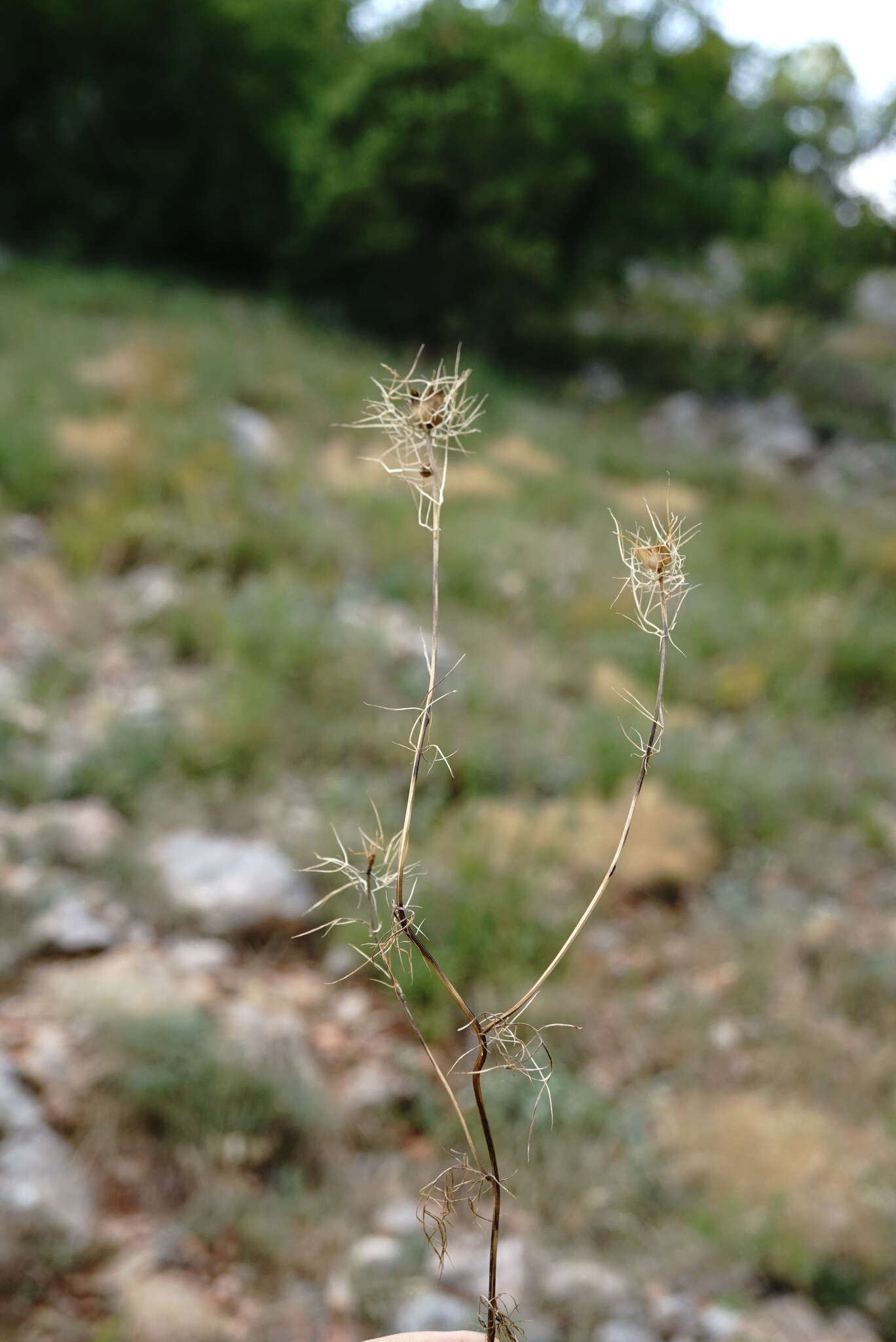 Image of Nigella elata Boiss.