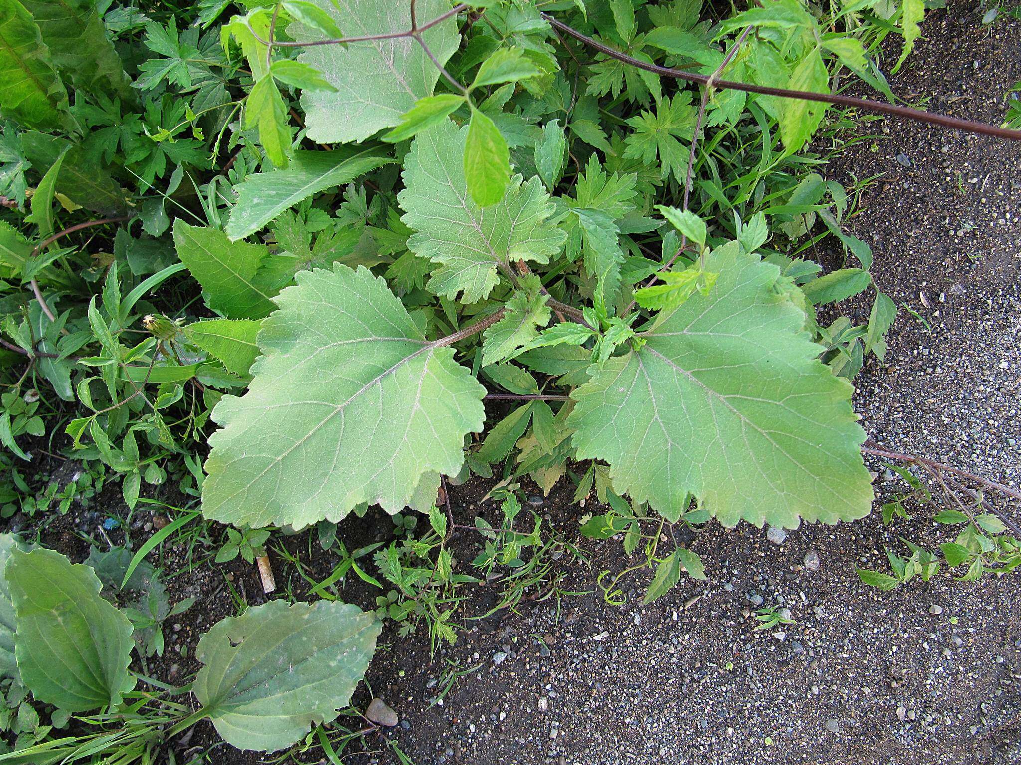 Image of Xanthium strumarium subsp. sibiricum (Widd.) Greuter