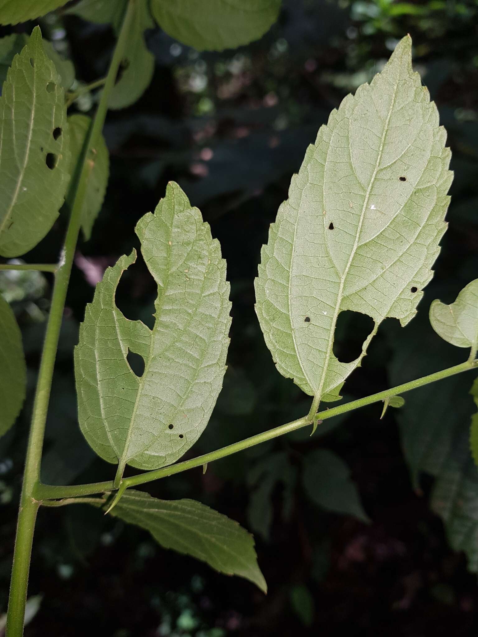 Celtis iguanaea (Jacq.) Sarg. resmi