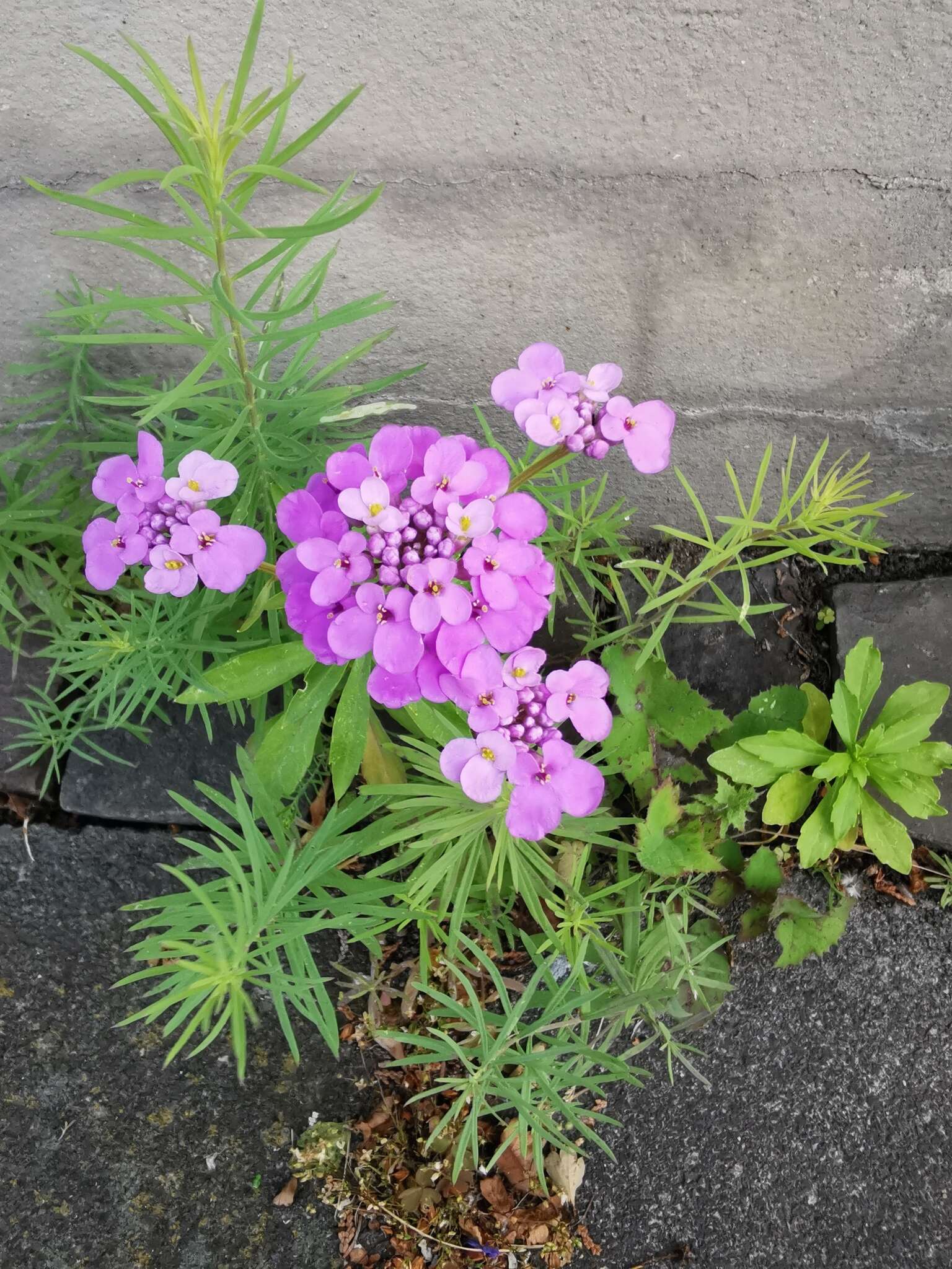 Plancia ëd Iberis umbellata L.