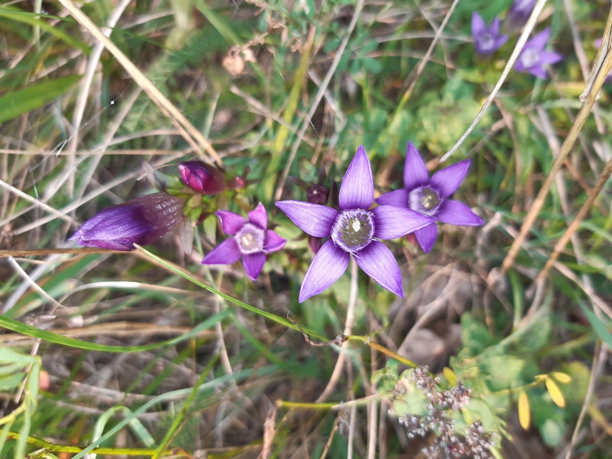 Imagem de Gentianella germanica (Willd.) E. F. Warburg