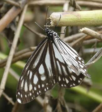 Danaus (Anosia) ismare Cramer 1782的圖片