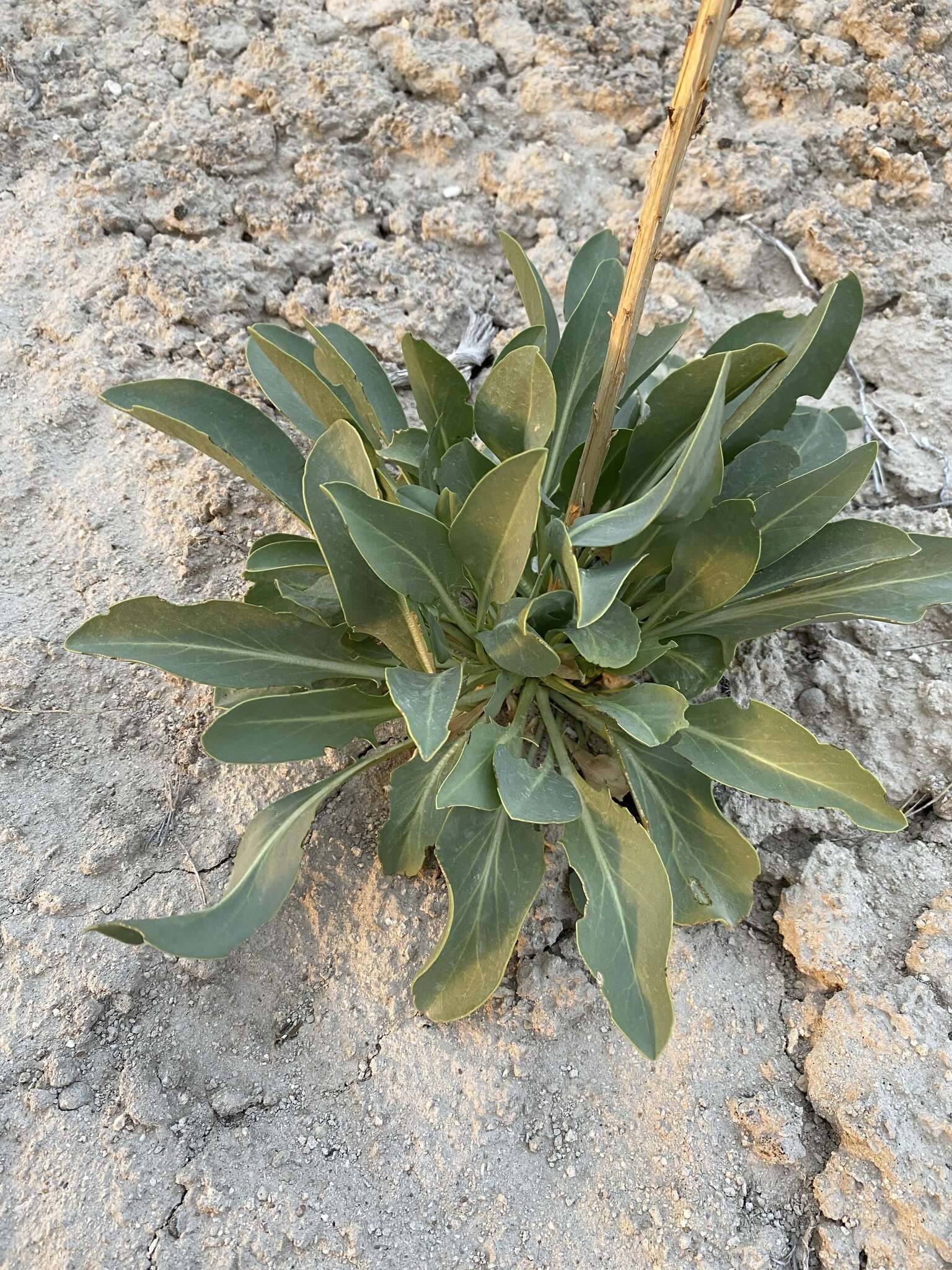 Image de Stanleya viridiflora Nutt.