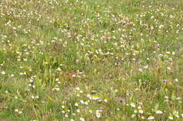 Image of Tripleurospermum ambiguum (Ledeb.) Franch. & Sav.