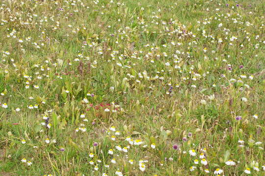 صورة Tripleurospermum ambiguum (Ledeb.) Franch. & Sav.