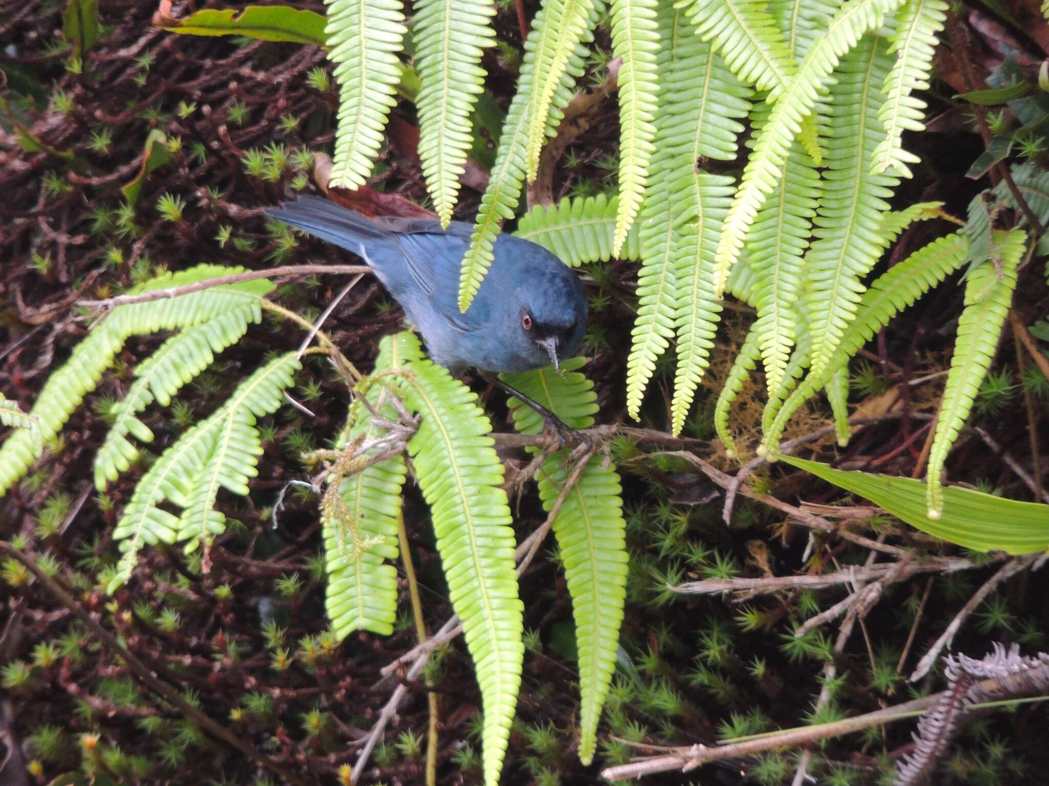 Image of Bluish Flower-piercer