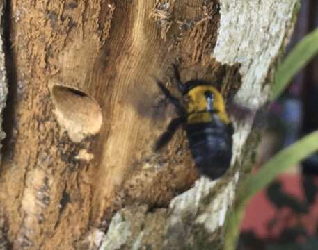 Imagem de Xylocopa calens Lepeletier 1841