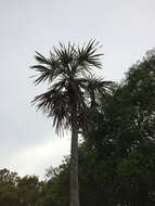 Image de Coccothrinax argentata (Jacq.) L. H. Bailey