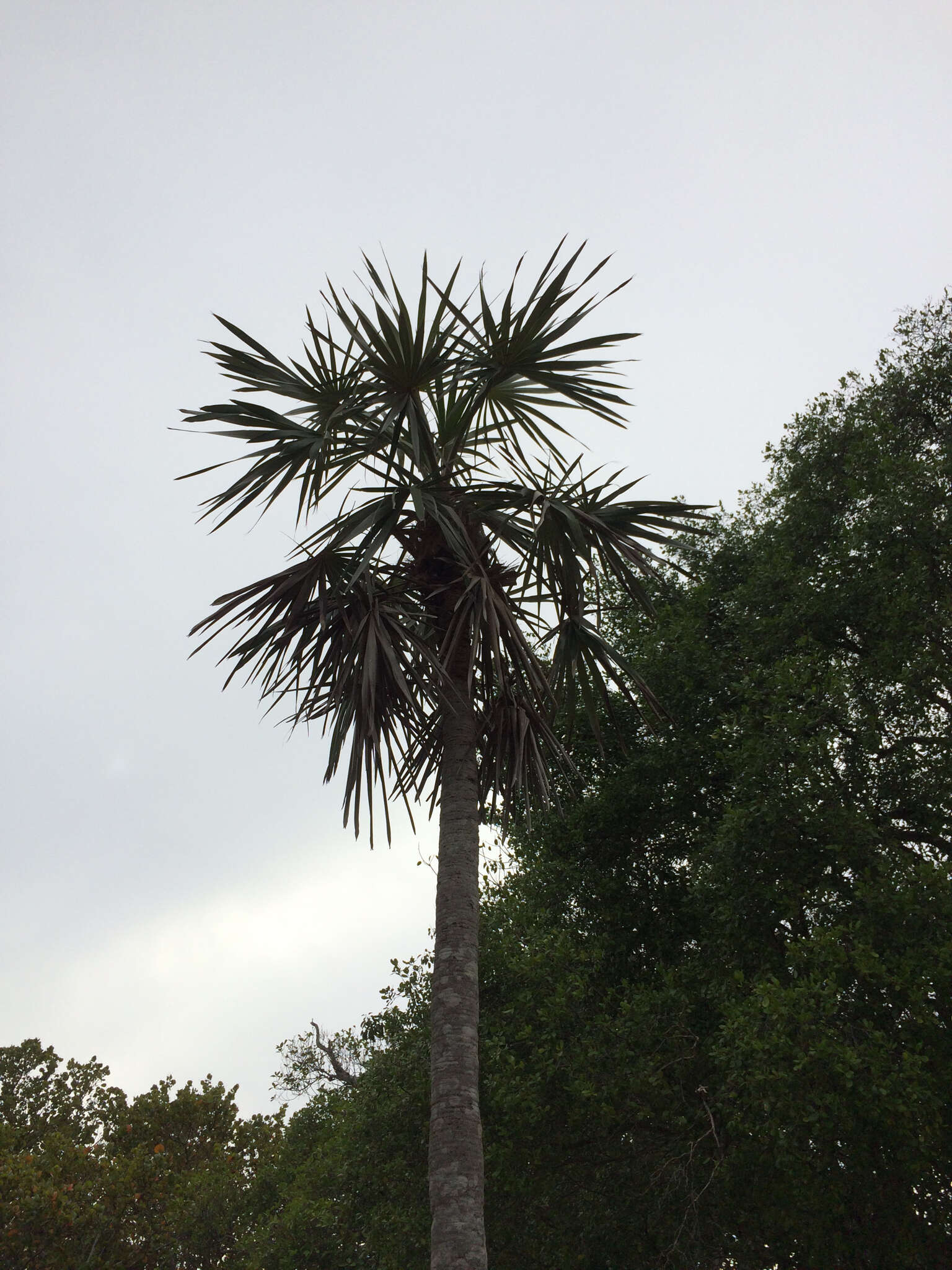 Image of Florida silver palm