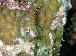 Image of Monocle coralblenny