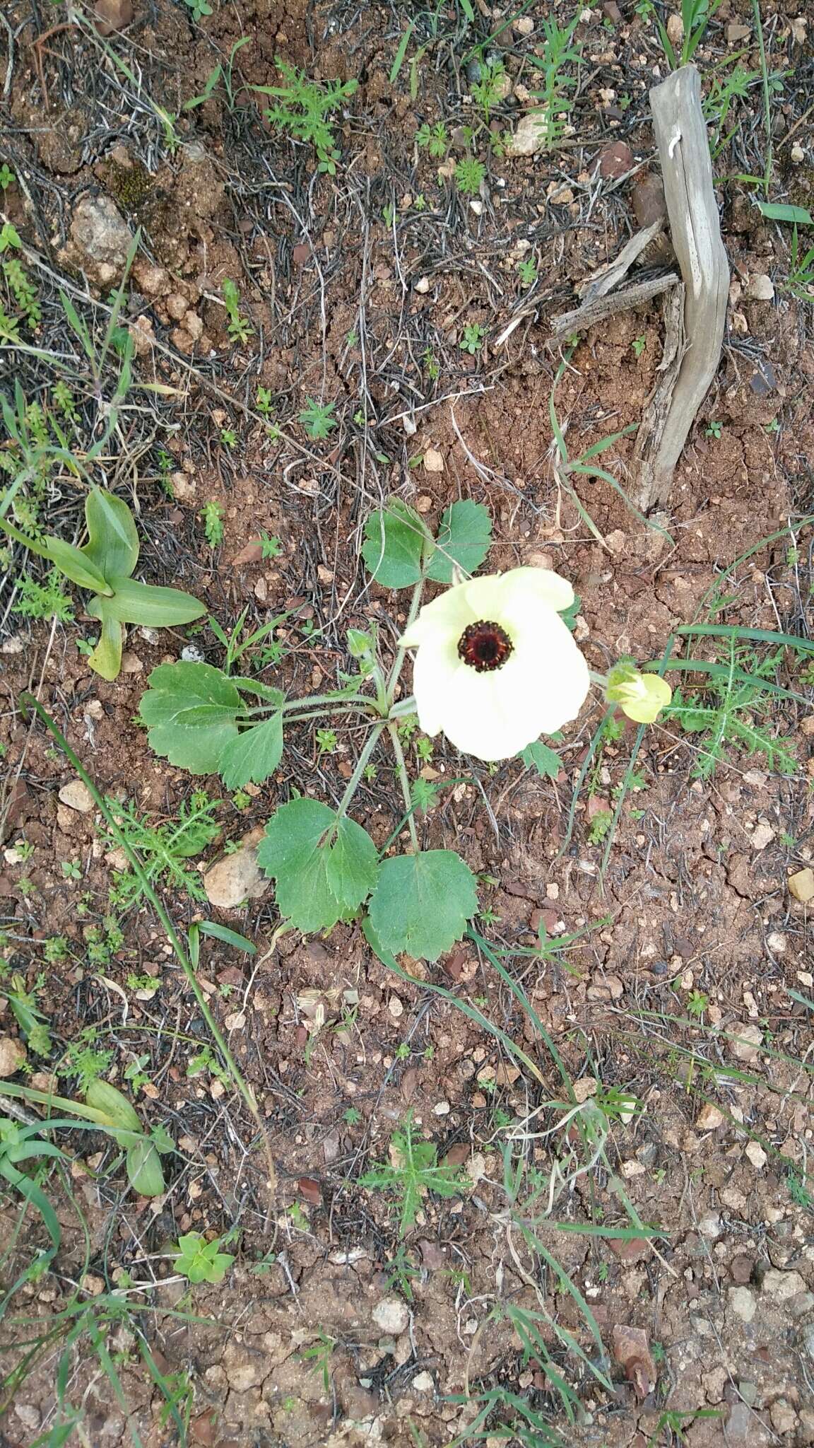 Image of Ranunculus asiaticus