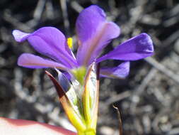 Image of Aristea glauca Klatt