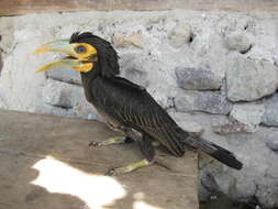 Image of Bushy-crested Hornbill