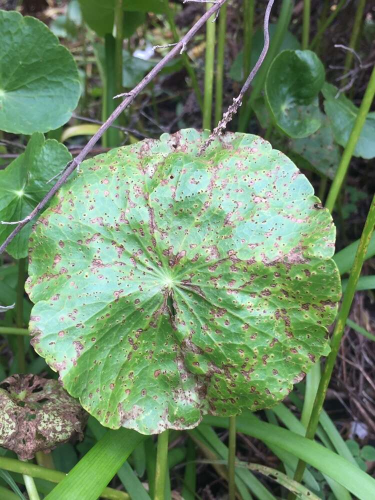 Image de Puccinia hydrocotyles (Mont.) Cooke 1880