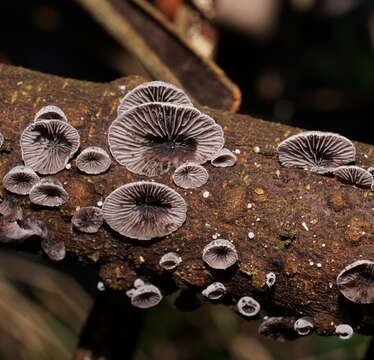 Image of Resupinatus cinerascens (Cleland) Grgur. 1997