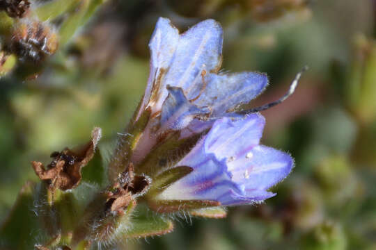 Lobostemon trigonus (Thunb.) Buek resmi