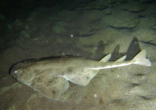 Image of Angel Shark