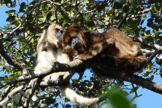 Imagem de Alouatta caraya (Humboldt 1812)