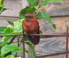 Image of Juan Fernandez Firecrown