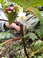 Image of Drymonia brochidodroma Wiehler