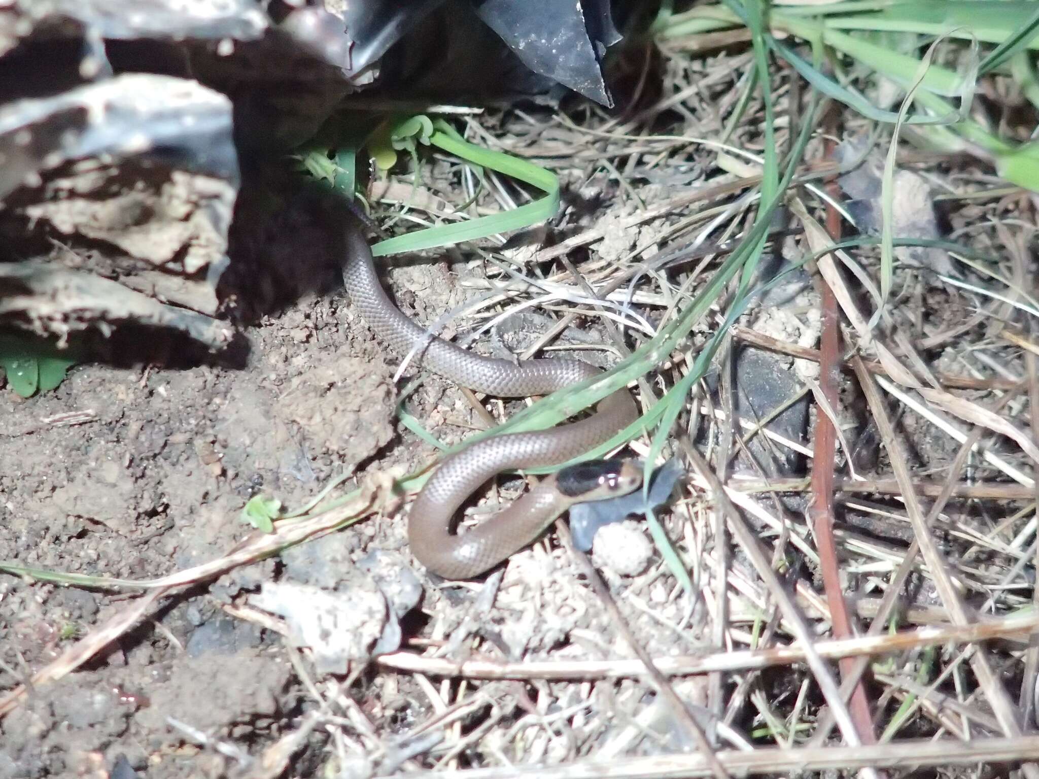 Image of Little Whip Snake