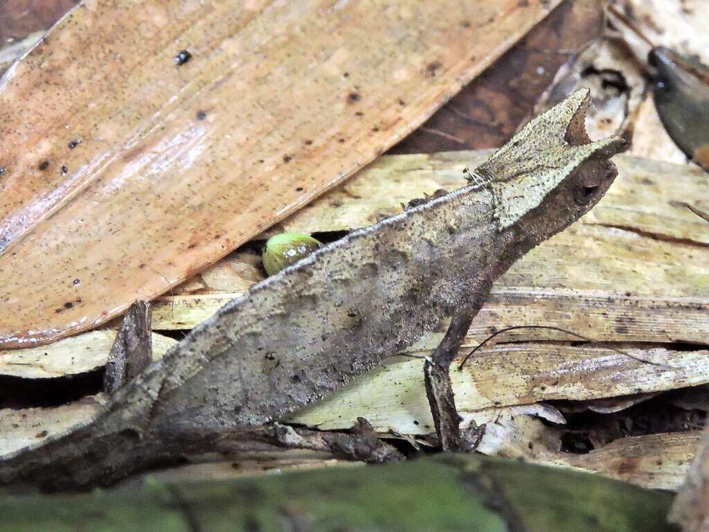 Image of Perinet Leaf Chameleon