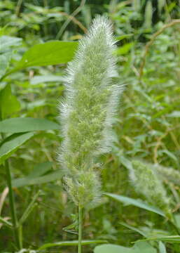 Imagem de Polypogon monspeliensis (L.) Desf.