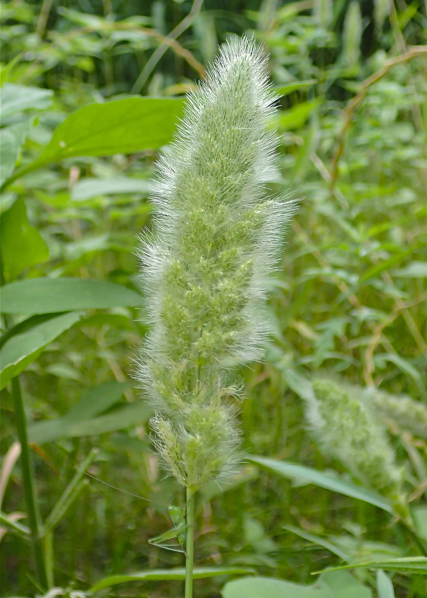 Image de Polypogon de Montpellier