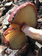 Imagem de Gymnopilus luteofolius (Peck) Singer 1951