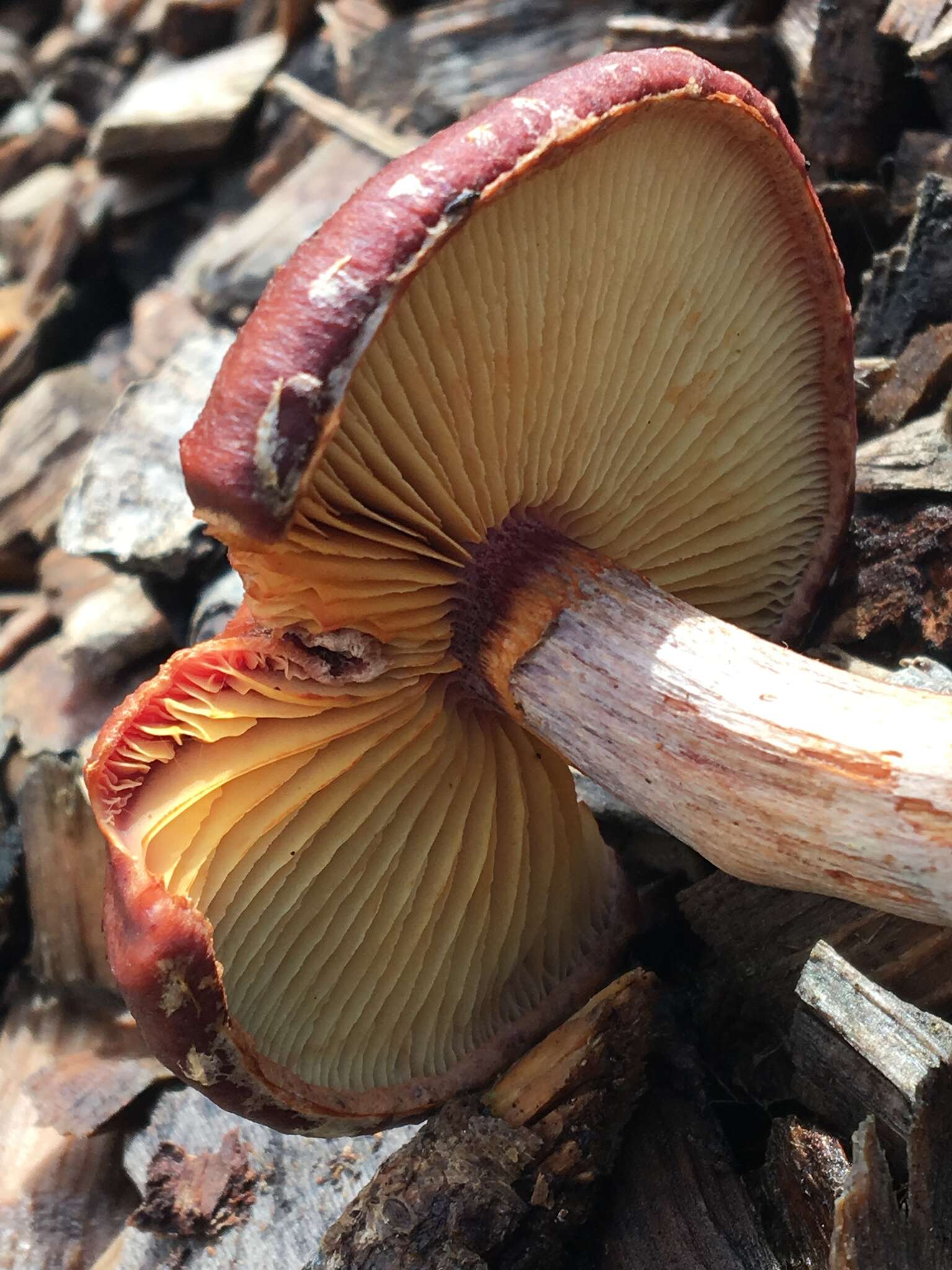 Image of Gymnopilus luteofolius (Peck) Singer 1951