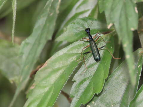 Image of Neocollyris (Isocollyris) formosana (Bates 1866)