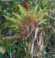 Image of Guzmania melinonis Regel