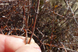 Image of Coprosma elatirioides de Lange & A. S. Markey