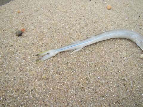 Image of Banded needlefish