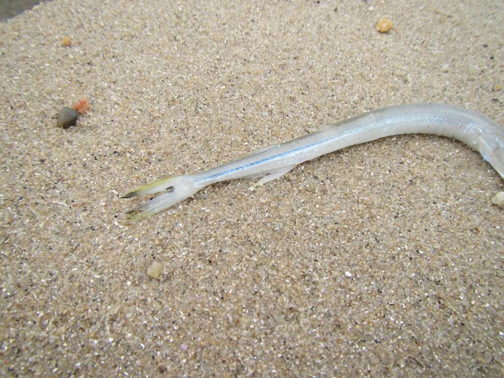 Image of Banded needlefish