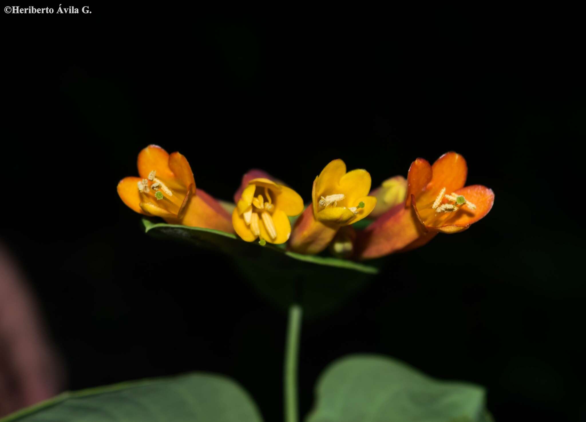 Image of Lonicera pilosa Willd. ex Kunth