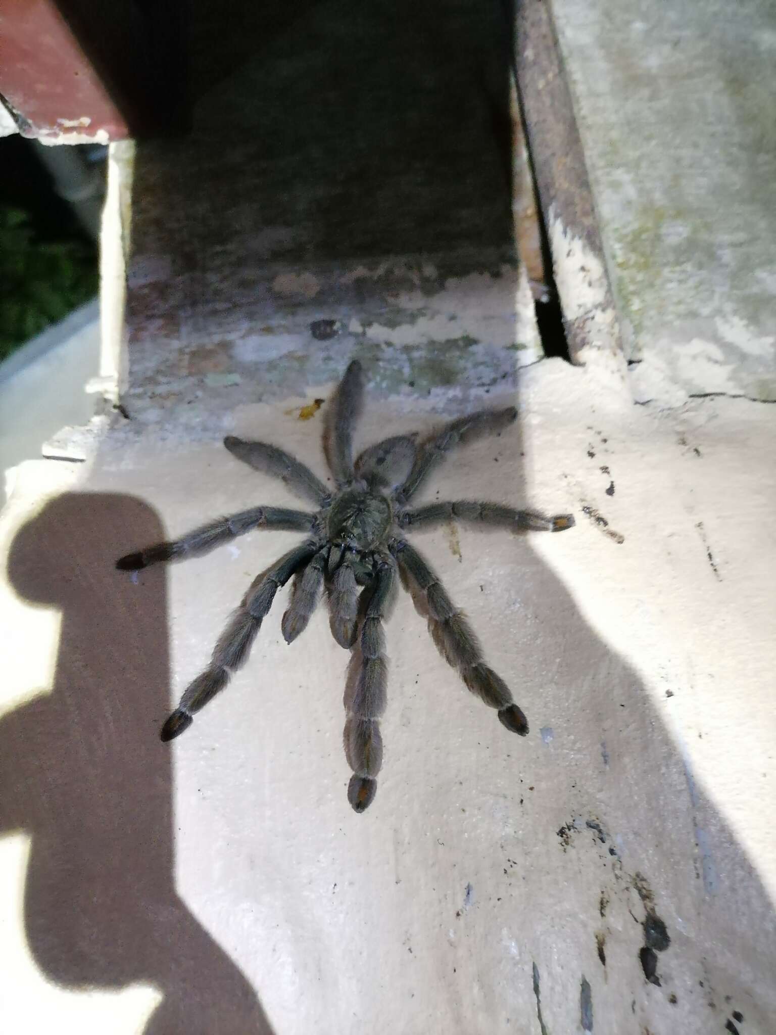 Image of Trinidad Chevron Tarantula