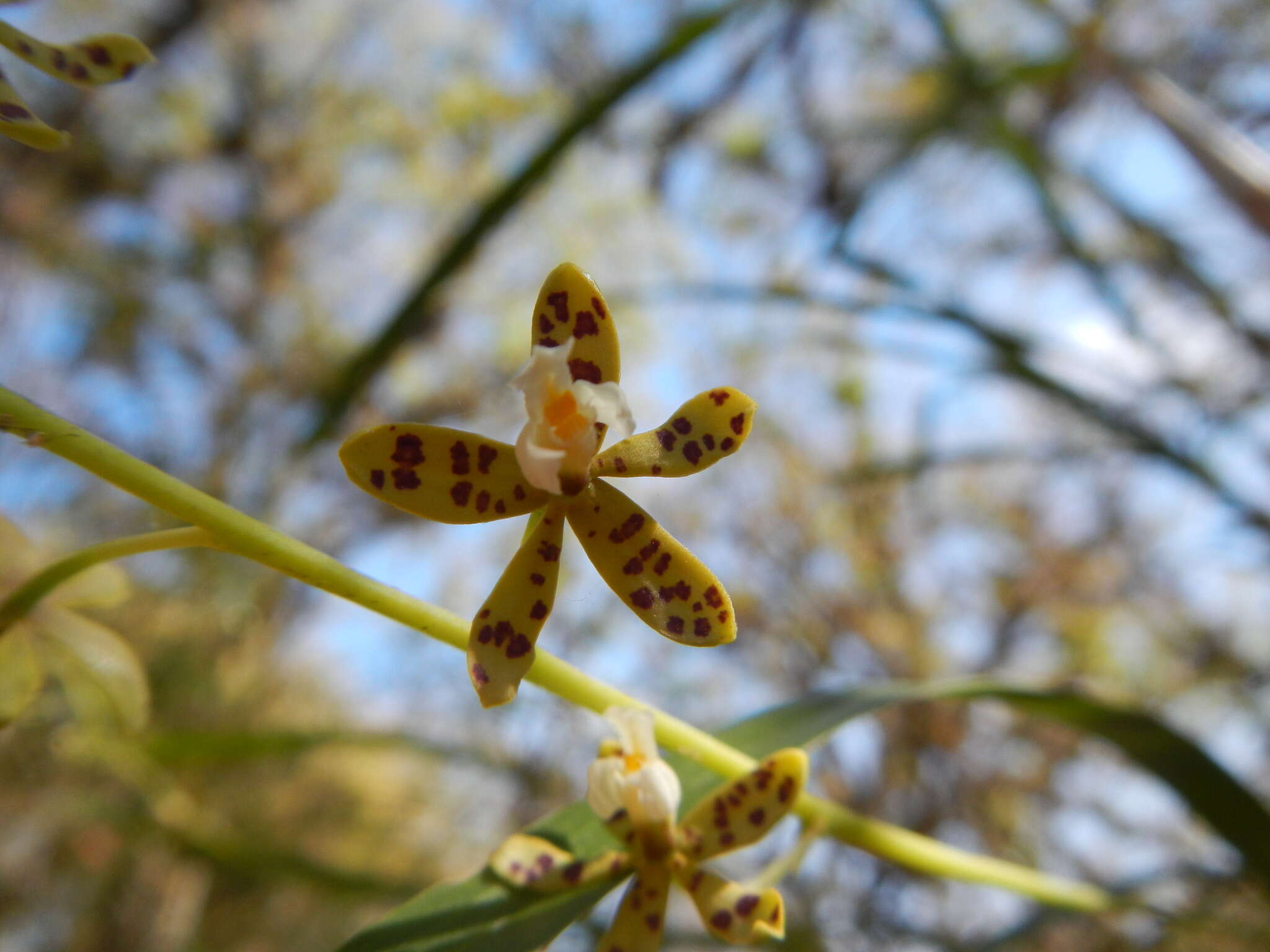 Plancia ëd Prosthechea panthera (Rchb. fil.) W. E. Higgins