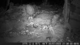 Image of Northern Quoll