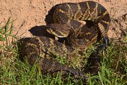 Image of Blacktail Rattlesnake