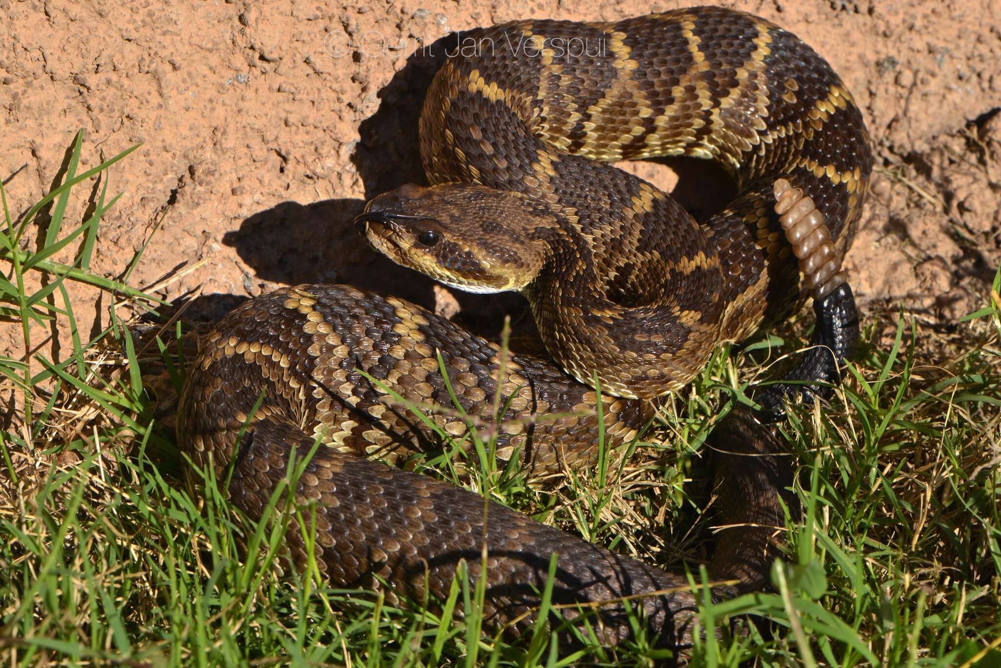 Image of Blacktail Rattlesnake